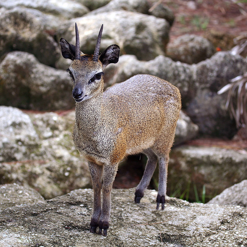 A small animal standing on rocks Description automatically generated