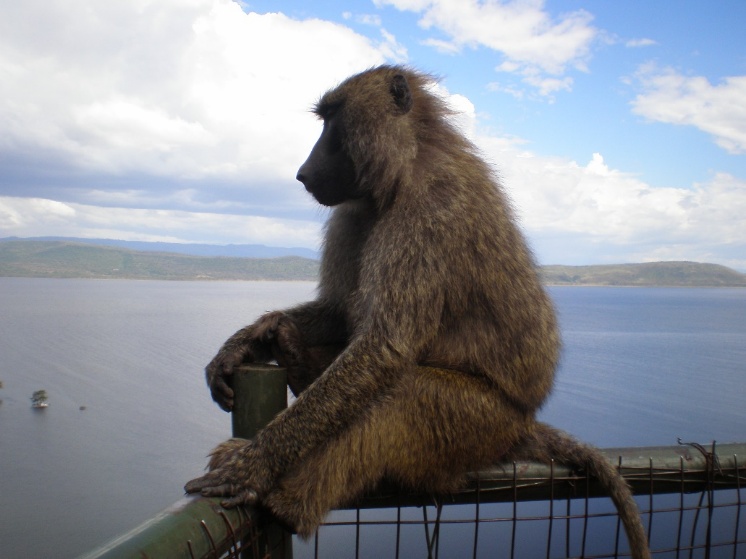 A monkey sitting on a fence Description automatically generated