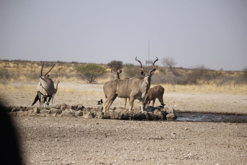 A group of animals in the wild Description automatically generated