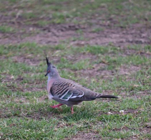 A bird standing on grass AI-generated content may be incorrect.