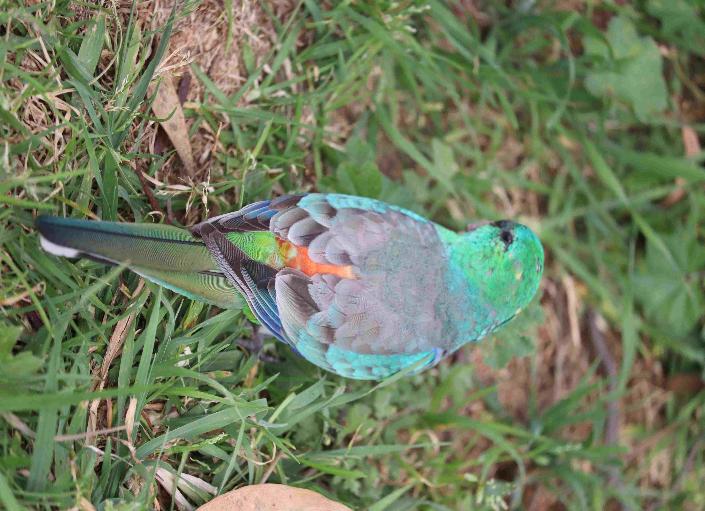 A bird standing on grass AI-generated content may be incorrect.