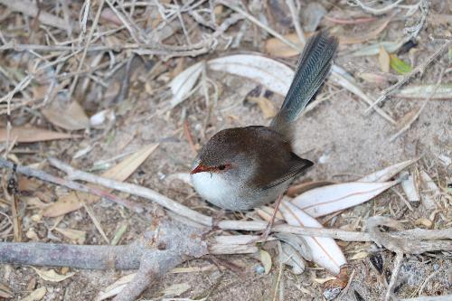 A bird standing on the ground AI-generated content may be incorrect.