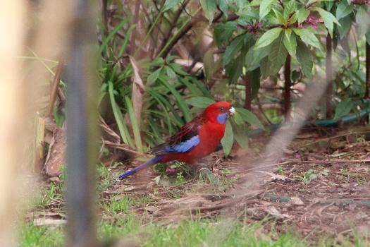 A red and blue bird in the grass AI-generated content may be incorrect.