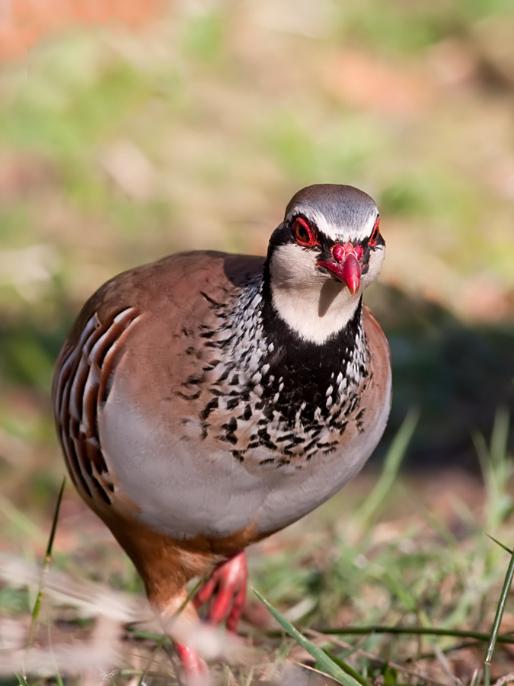 A bird standing in grass AI-generated content may be incorrect.