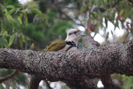 A bird on a tree branch AI-generated content may be incorrect.